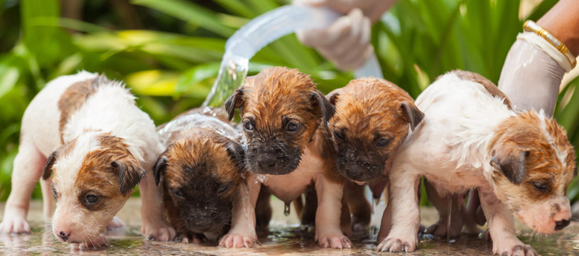 consigli per lavare i cuccioli di cane