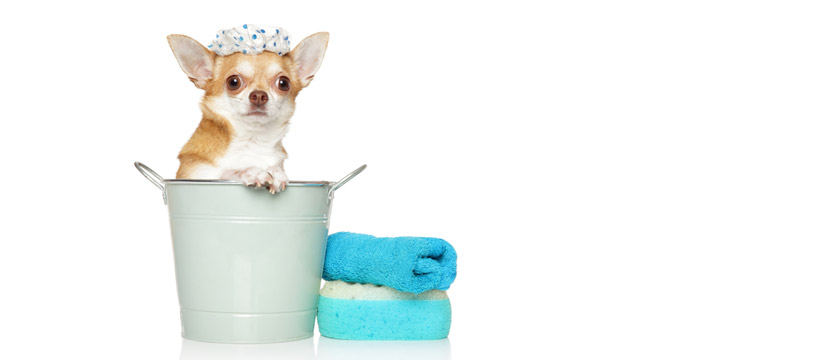 lavare il cane a secco 