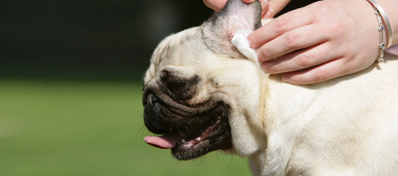 fare attenzione alla pulizia e a come asciugate le orecchie del cane